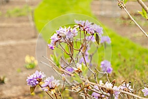 Purplish blue rhododendron or Rhododendron Russatum plant in Saint Gallen in Switzerland photo