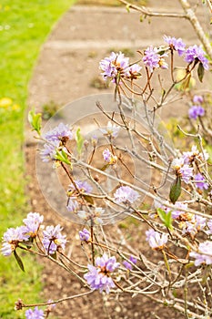 Purplish blue rhododendron or Rhododendron Russatum plant in Saint Gallen in Switzerland photo