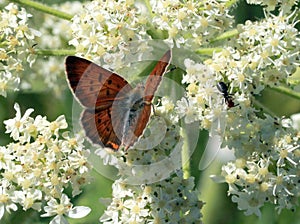 Purplish Copper Butterfly with Ant