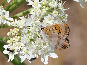 Purplish Copper Butterfly - Lycaena helloides photo