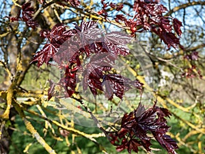 Purplish-crimson leaves of the award-winning Norway Maple (Acer platanoides) \'Crimson King\'