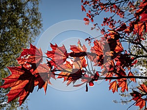 Purplish-crimson leaves of the award-winning Norway Maple (Acer platanoides) \'Crimson King\' growing in a pa