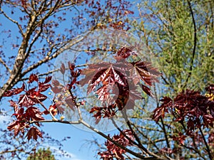 Purplish-crimson leaves of the award-winning Norway Maple (Acer platanoides) \'Crimson King\' growing in a pa