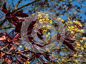 Purplish-crimson leaves and orange flowers of the Norway Maple (Acer platanoides) \'Crimson King\'