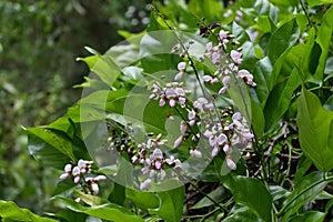 Purplish flowers and buds that are blooming in flower clusters on an Indian beech tree