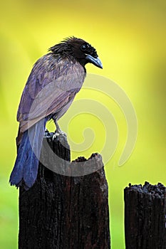 Purplish Jay, Cyanocorax cyanomelas, blue anf black bird with clear green yellow background, Pantanal, Brazil