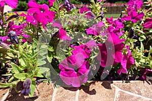 Purplish pink flowers of petunias