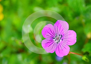 Purplish Pink Geranium Pratense (Meadow Geranium) Flower, Valley of Flowers, Uttarakhand, India