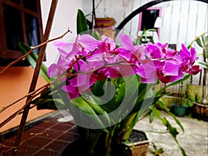 Purplish Pink Orchids