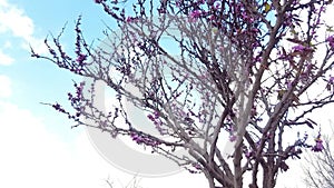 Purplish-pink spring flowering tree in Israel