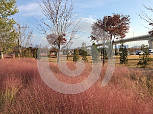 purplish pink weeds