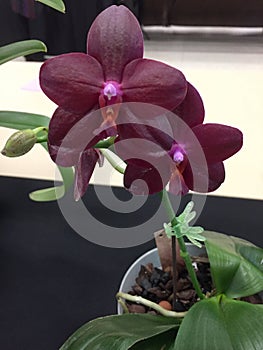 A purplish red butterfly orchid