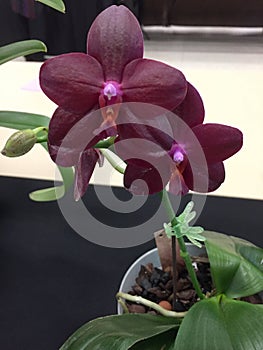 A purplish red butterfly orchid photo