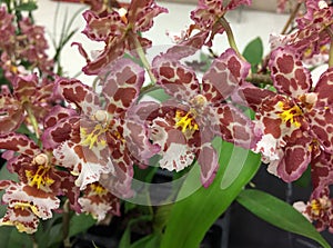 Purplish red dancing lady orchids photo