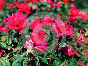 Purplish red roses flowers blooming inside Elizabeth Park