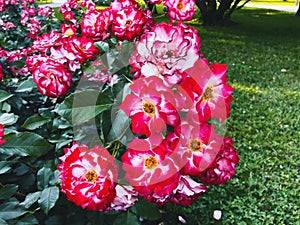 Purplish red roses flowers blooming inside Elizabeth Park