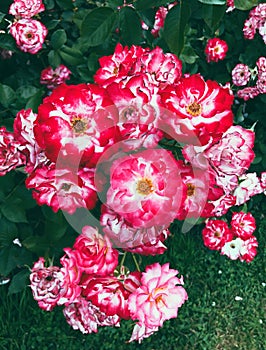 Purplish red roses flowers blooming inside Elizabeth Park