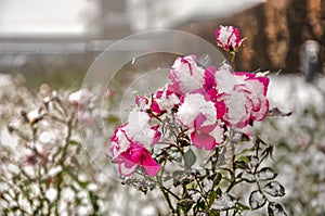 Purplish red roses in a snowstorm