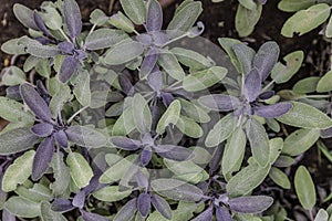 Purplish sage from above