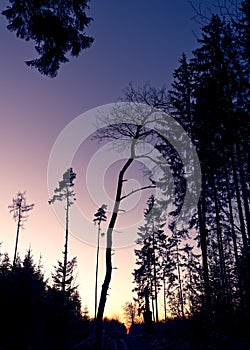 Purplish sunset sky, mystic scene in the forest, twilight atmosphere photo