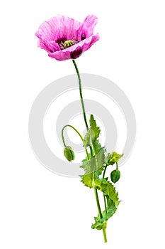 Purplr Poppy-Opium flower Forbidden flowers or opium poppy