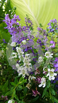 Purplr and white flowers in the park