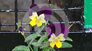 Purplr and yellow flowers at Arboretum Nottingham UK