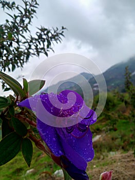 purpple flower photo