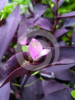 Purpple flower with purpple leaves photo