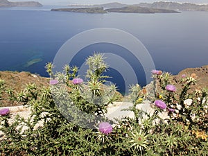 Purpple Flowers photo