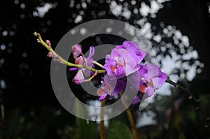 Purpple orchid on blurred background photo