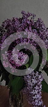 Purpule Lilac branch