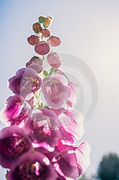Purpurea digitalis flower in Patagonia Chile