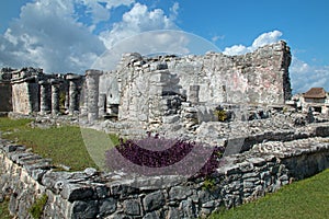 Purpurea plant on corner of Tulum Mexico Mayan Ruins - House of the Columns