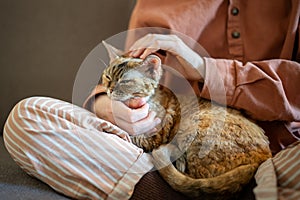 Purring sleepy cat lying on caring pet owner laps of pleasure of stroking. Domestic animal therapy.