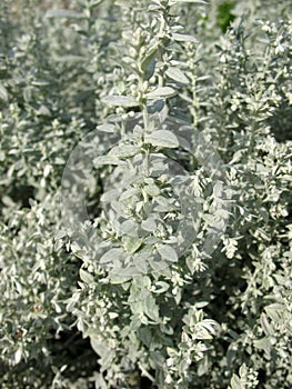 Pursha wormwood (Artemisia purshiana)