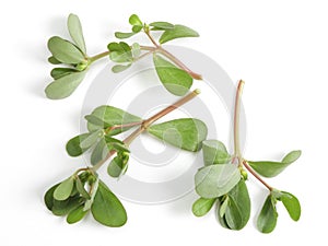 Purslane