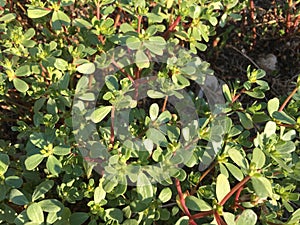 Purslane background isolate