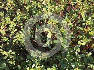 Purslane background isolate