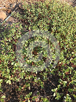 Purslane background isolate