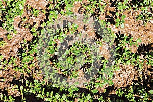 Purslane background isolate