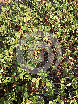 Purslane background isolate