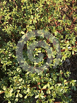 Purslane background isolate