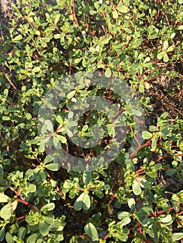 Purslane background isolate