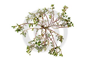 Purslane branch green leaves isolated on white background.top view,flat lay