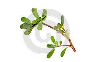 Purslane branch green leaves isolated on white background.top view,flat lay