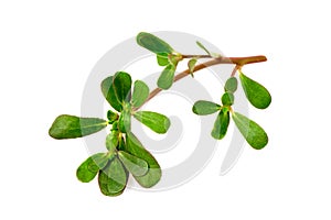 Purslane branch green leaves isolated on white background.top view,flat lay