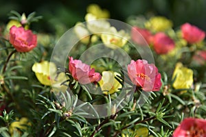 Purslane flower