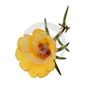 Purslane flower isolated on white digital painting