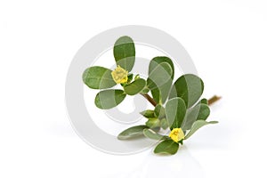 Purslane flowers and green leaves isolated on white background